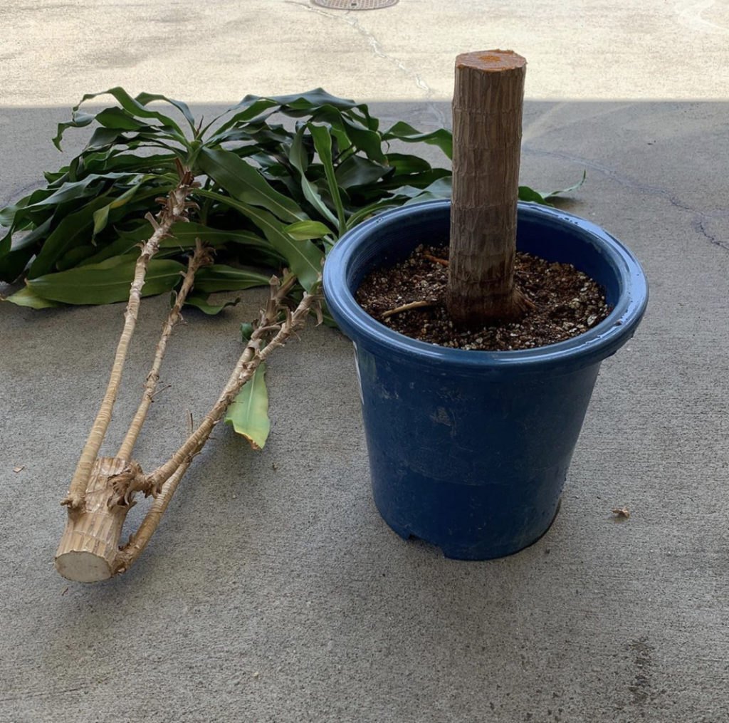 観葉植物 幸福の木 トックリラン かずおぶろぐ