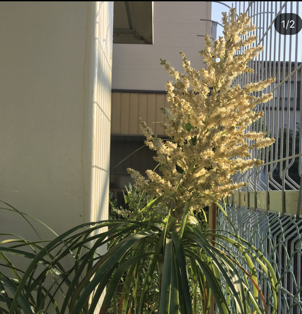 観葉植物 幸福の木 トックリラン かずおぶろぐ