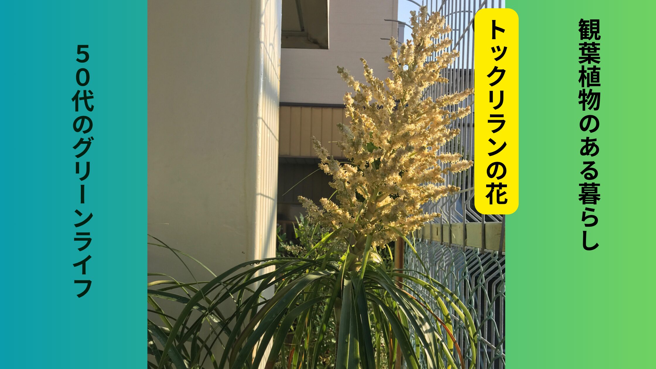 トックリランの花の写真