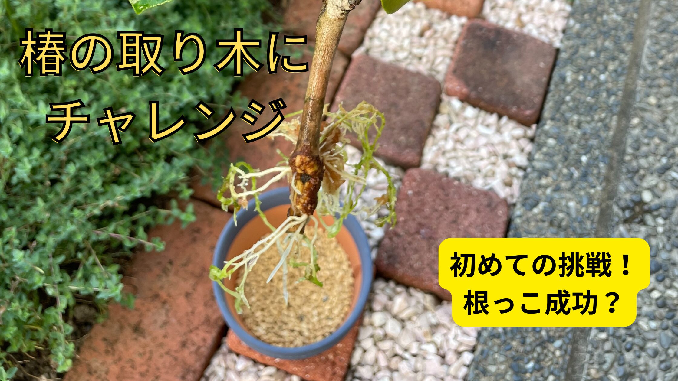 椿の根っこが出てる写真