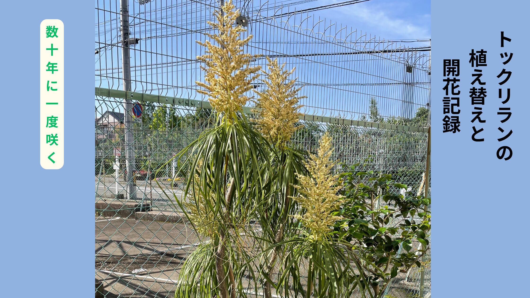 トックリランの開花の様子
