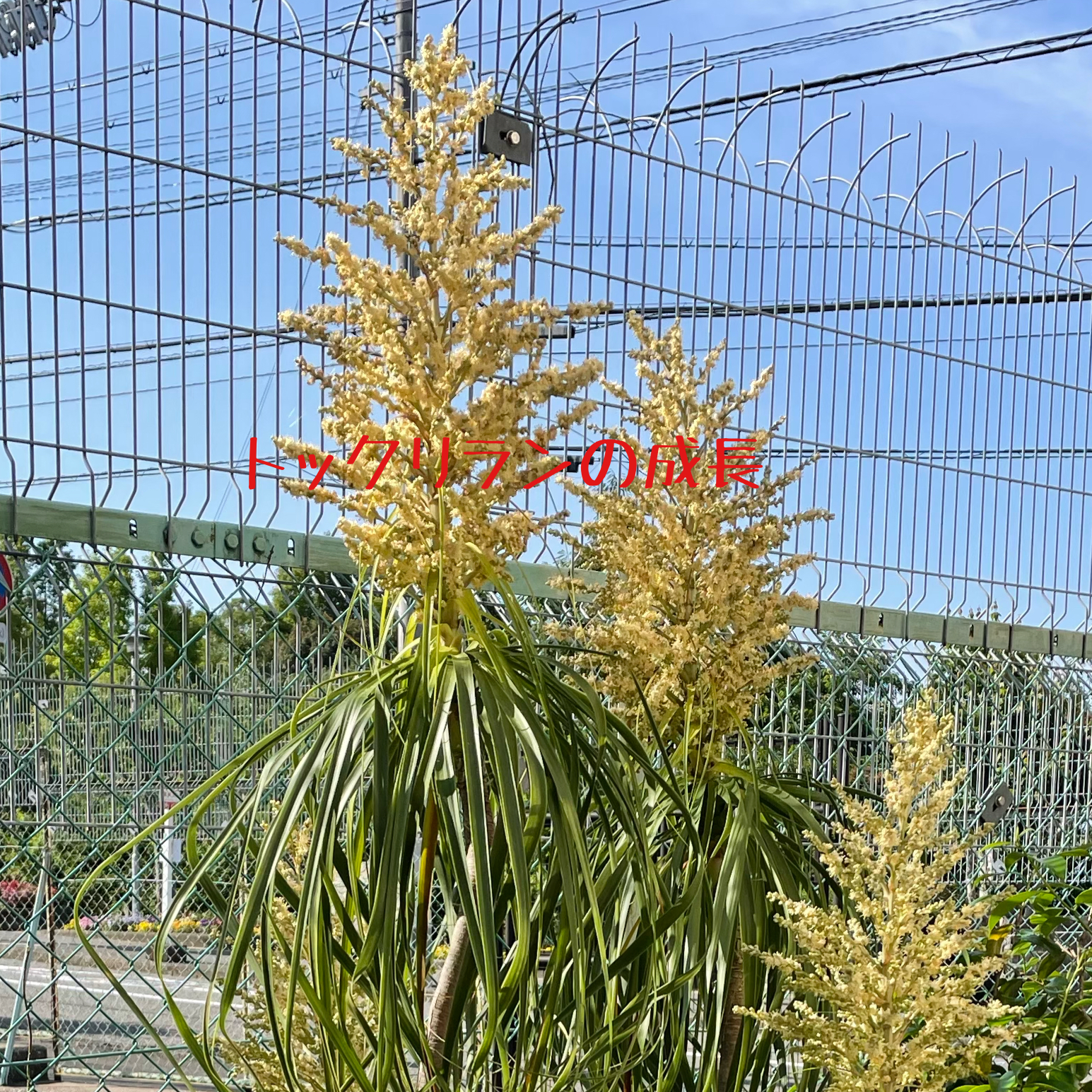 トックリランの育て方 植替え 開花 かずおぶろぐ