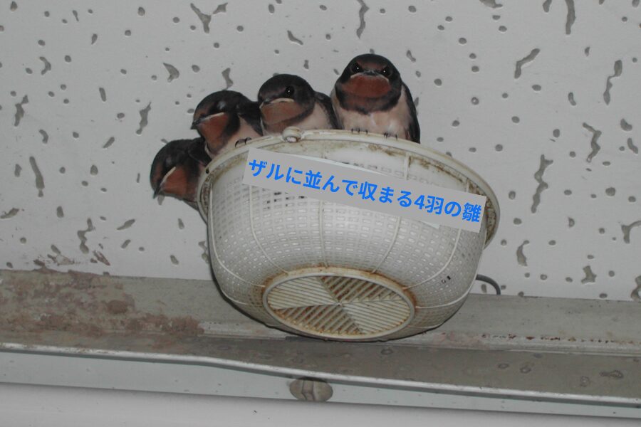 ザルに並んで収まる4羽の雛