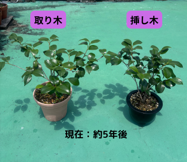 取り木と挿し木で育てた椿の現在の姿。5年後、どちらも元気に育った鉢植えの比較写真