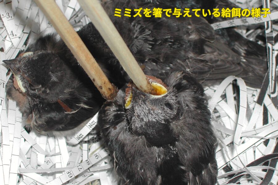 ミミズを箸で与えている給餌の様子