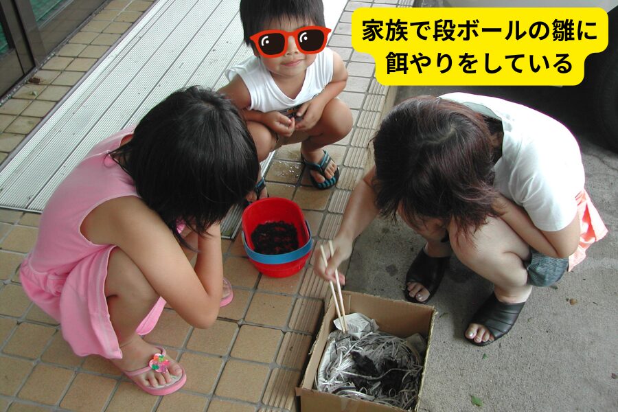 家族で段ボールの雛に餌やりをしている様子
