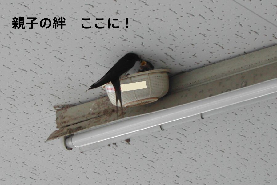 親ツバメがザルの縁にとまっている様子