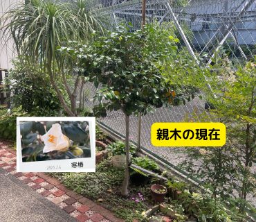 毎年2月頃に白い花を咲かせる椿の親木。取り木と挿し木の元となった庭木